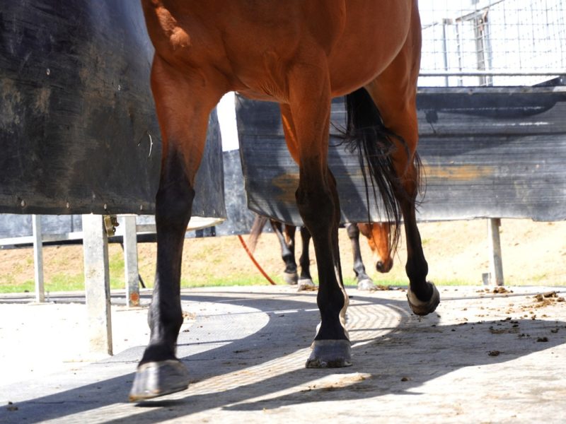 horse running on horse walker mats