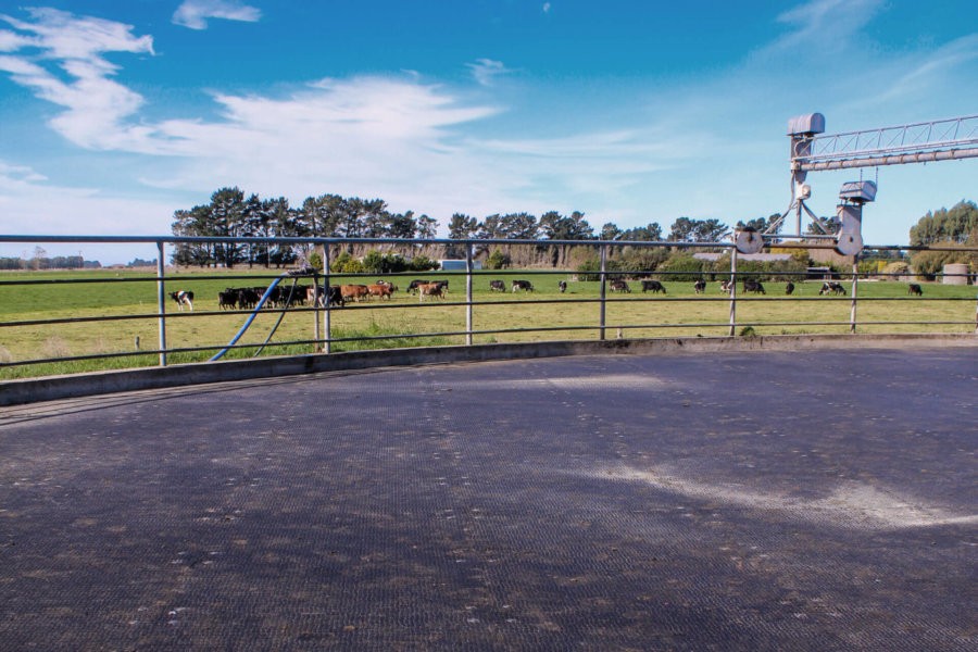 Kura for Horses - Image 2