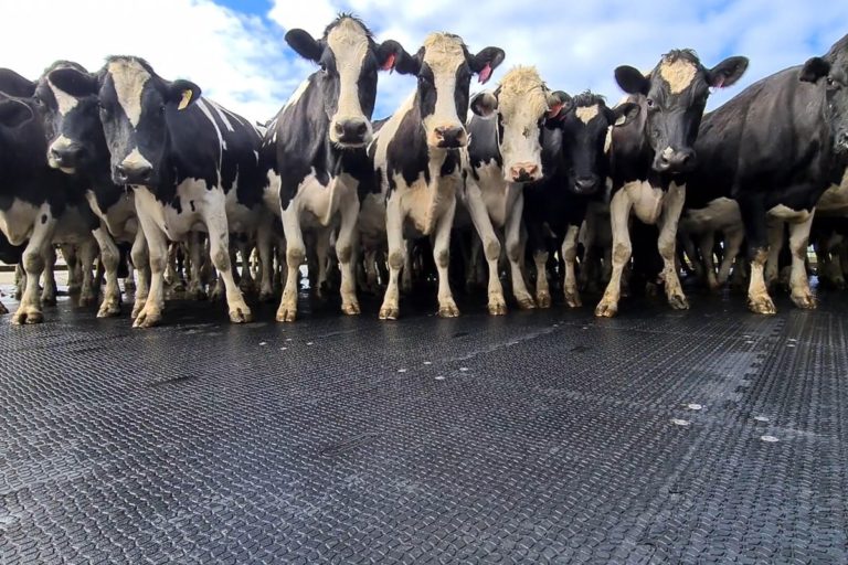 cows standing on kura mats