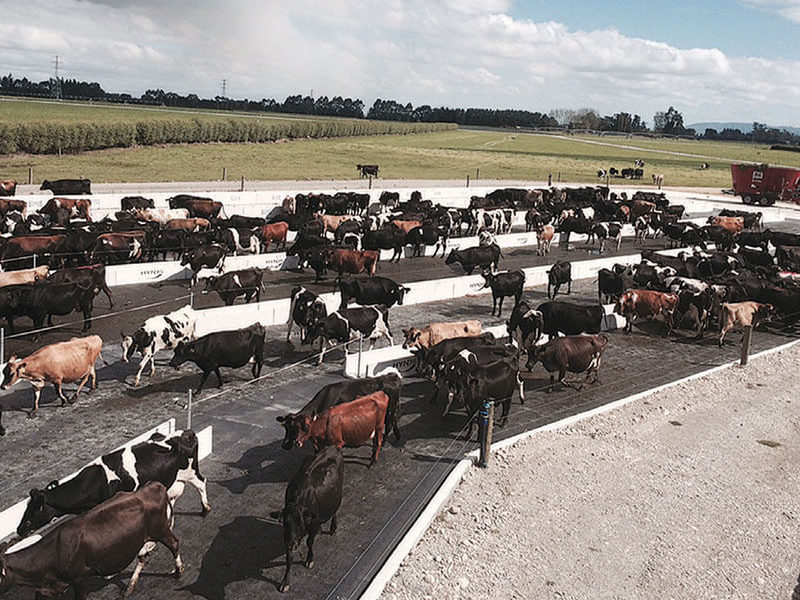 kura mat on a large dairy feed pad