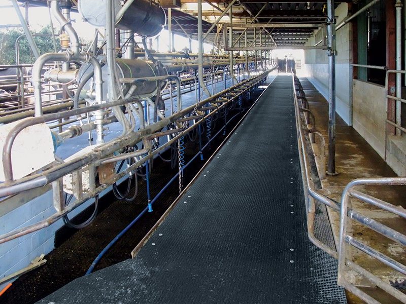 kura on a herringbone shed platform