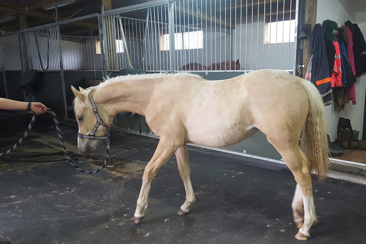 Kura for Horses - Image 10