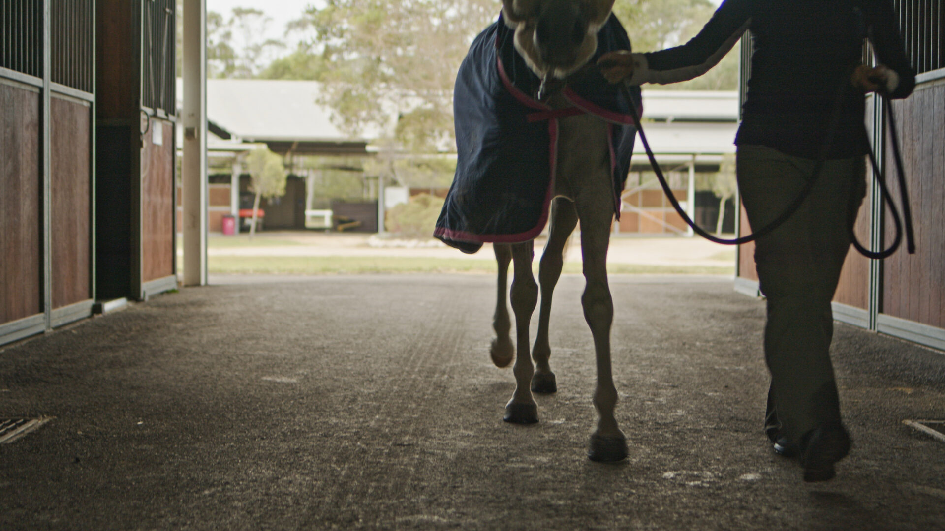 Kura for Horses - Image 8