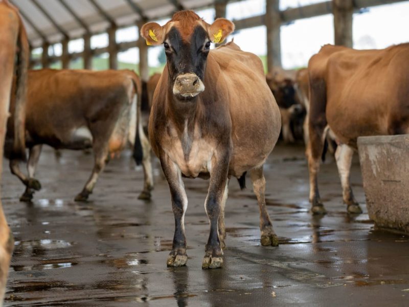 jersey cow standing on kura