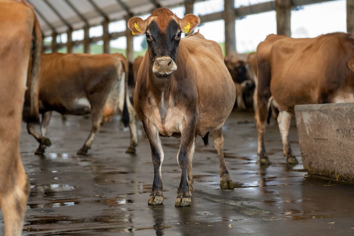 jersey cow standing on kura