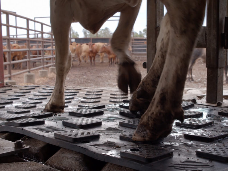 youngstar mat on a cattle ramp