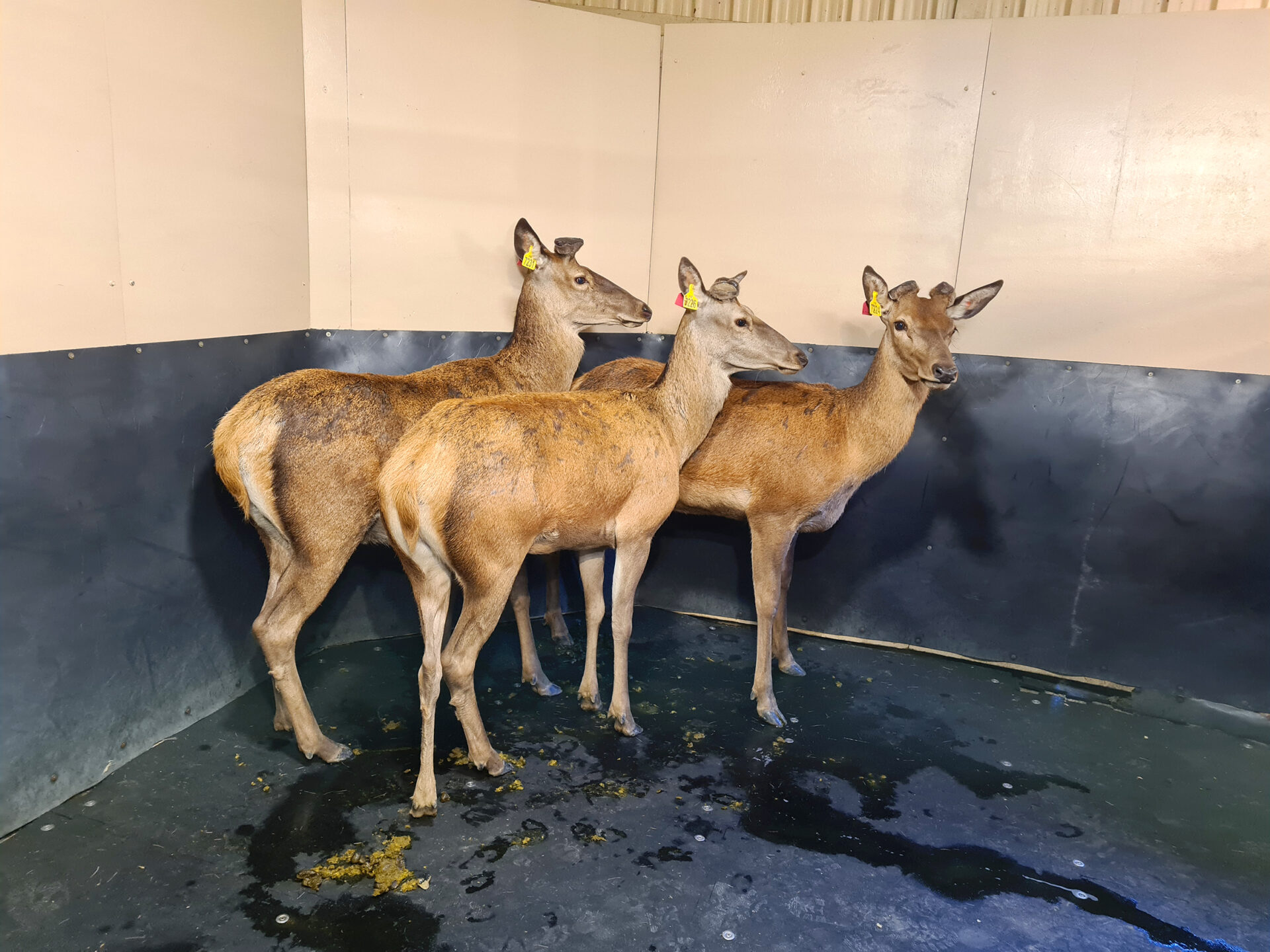 FlexiShield Plastic Barrier - Image 5