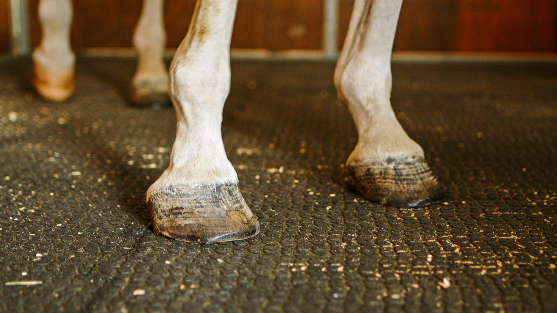 Kura for Horses - Image 7