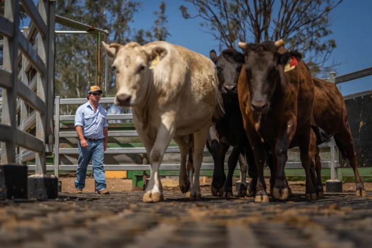Feedlot with YoungStar rubber mats