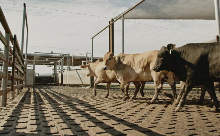 Rubber Mats Stop Slips: Zero Falls in Sheep Export Trials