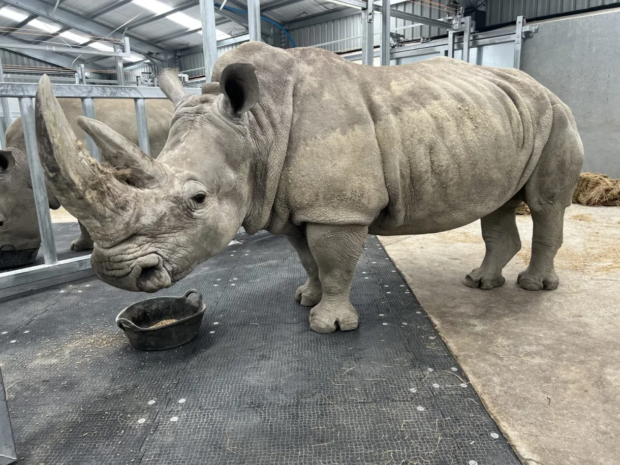 Rubber Matting Australia Zoo