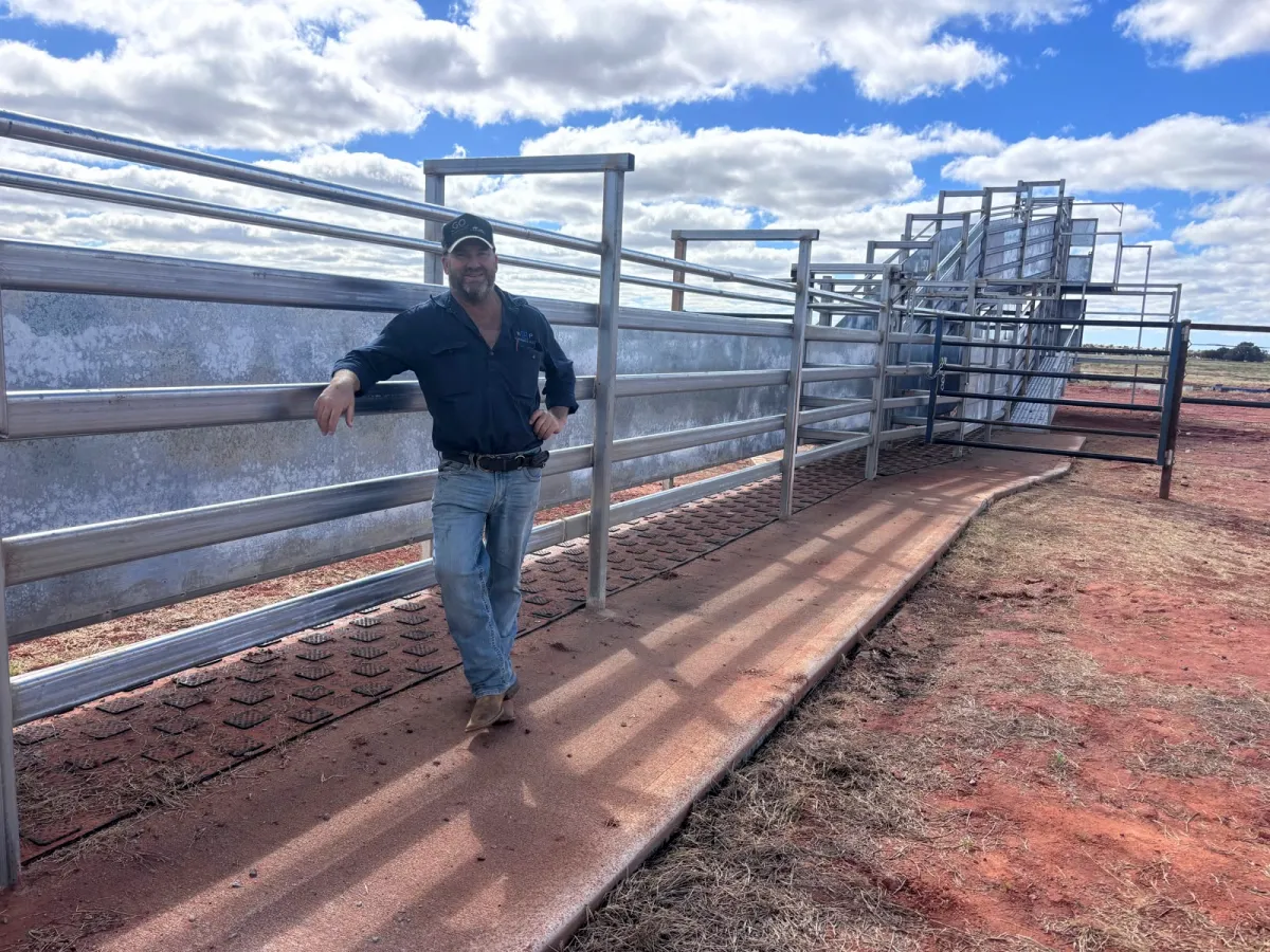 Rubber matting on cattle yard at Glenormiston Station